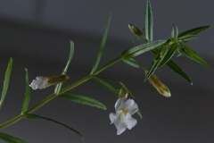 Bloem_onbekend-10