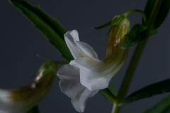 Bloem_onbekend-14
