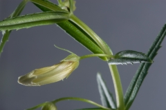 Bloem_onbekend-17
