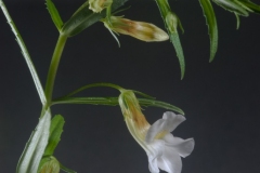 Bloem_onbekend-19