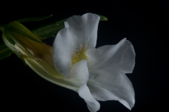 Bloem_onbekend-20