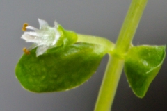 Hemianthus_cf_glomeratus_02