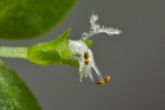 Hemianthus_cf_glomeratus_03