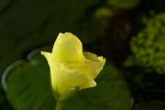 Hydrocleys_nymphoides-2