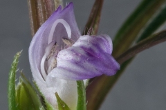 Hygrophila_sp_araquaia_03