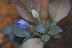 Hygrophila_sp_red_bloem02