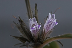 Hygrophila_sp_redgreen_bloem_01