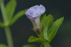 Limnophila_sp_mini_bloem_01