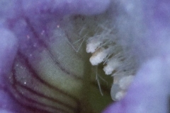 Limnophila_sp_mini_bloem_02