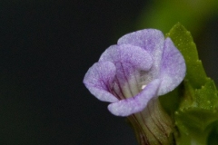 Limnophila_sp_mini_bloem_03
