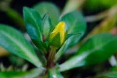 Ludwigia_inclinata_verticillata_pantanal-13