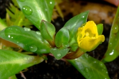 Ludwigia_inclinata_verticillata_pantanal-18