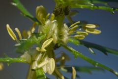 Myriophyllum_pinnatum_2