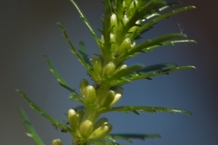 Myriophyllum_pinnatum_3