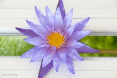 NympaeaMicranthaBloem-10