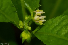 Penthorum_sedoides-10