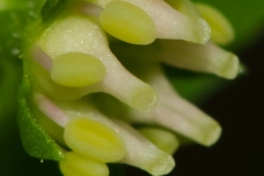 Penthorum_sedoides-11