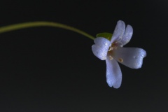 bacopa_australis-3