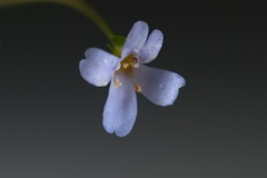 bacopa_australis-5