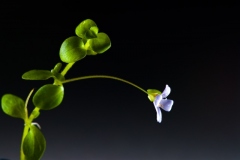 bacopa_australis-7