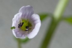 hedyotis_of_bacopa_5