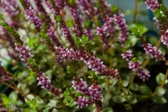 rotala_rotundifolia-10