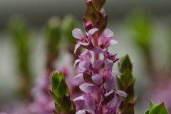 rotala_rotundifolia-14