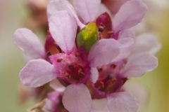 rotala_rotundifolia-23