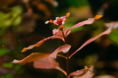 JaapLieftingHK2015-17