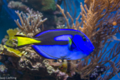 dory01