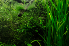 vallisneria