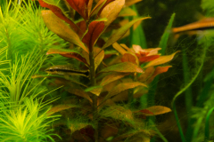 ludwigia_red