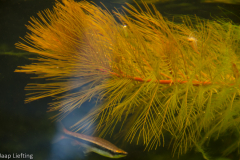 myriophyllum