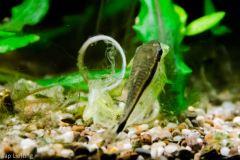 otocinclus01