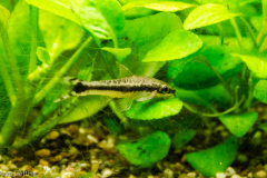 otocinclus02