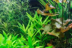 Huiskeuring 2017 Robert