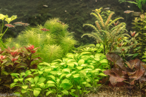 Huiskeuring 2017 Wil