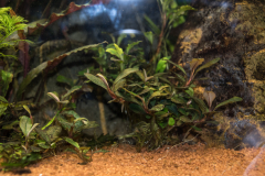 FH2018_bucephalandra