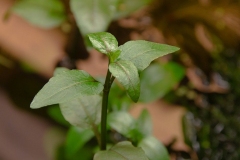 Acmella_repens