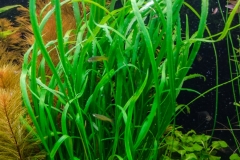 Cryptocoryne_spiralis_var_caudigera-1