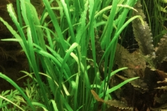 Cryptocoryne_spiralis_var_caudigera2