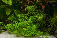 Limnophila_sp_vietnam