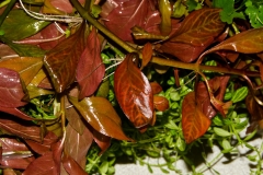 Ludwigia_variegatus