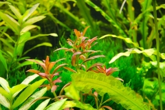 Rotala-sp-sunset